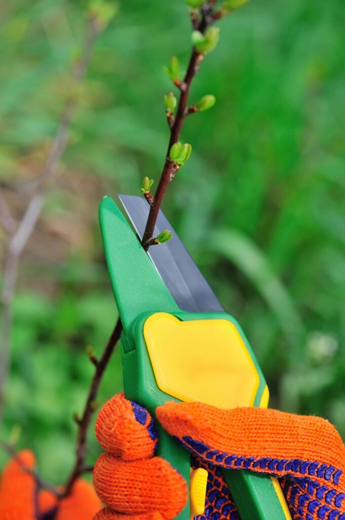 Hands in gloves of gardener doing maintenance work, cutting the