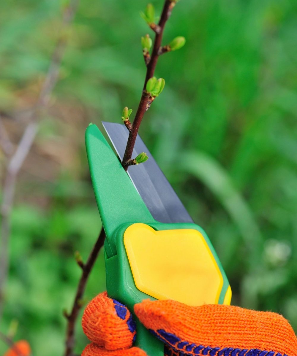 Hands in gloves of gardener doing maintenance work, cutting the