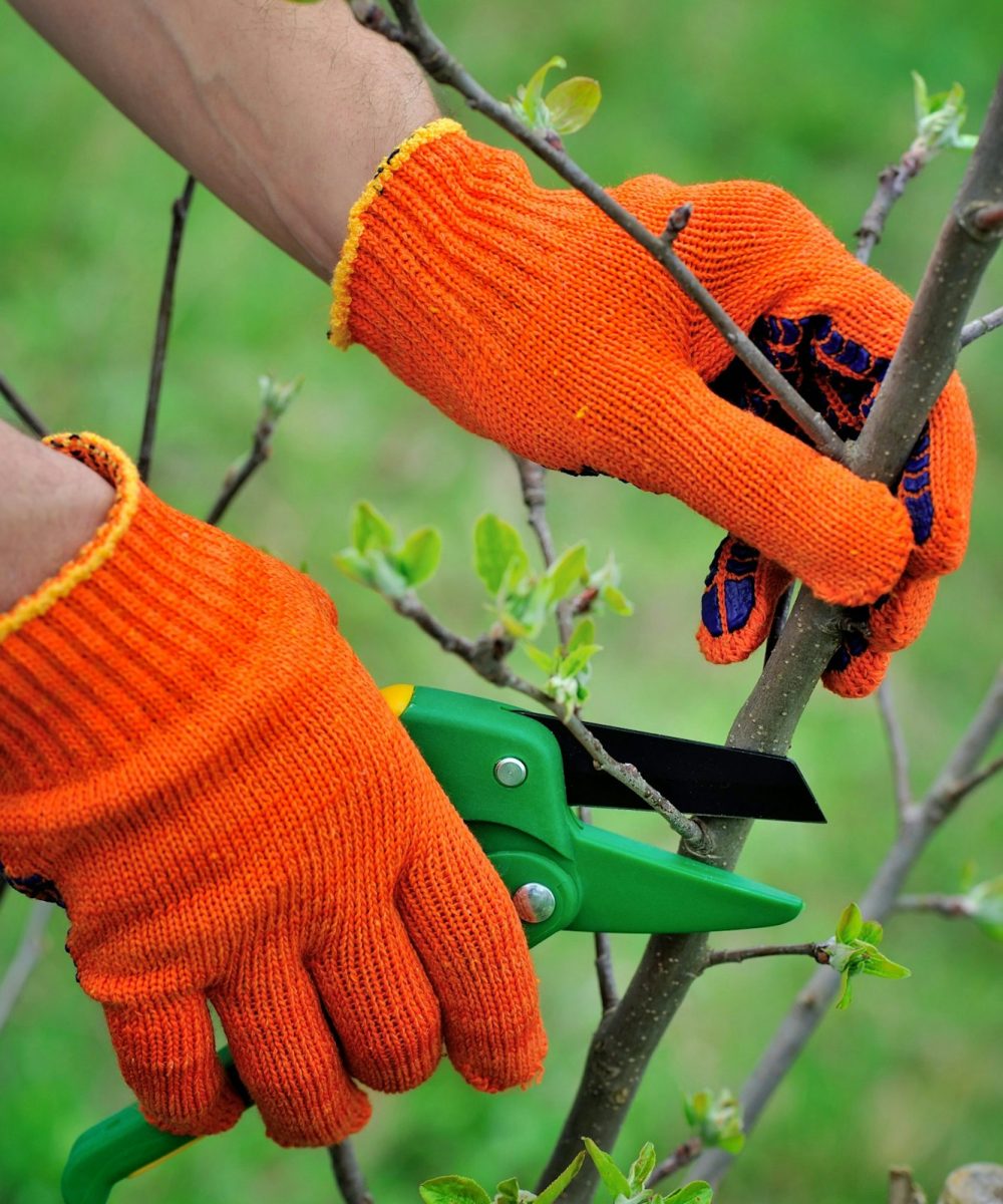 Hands with gloves of gardener doing maintenance work, pruning th