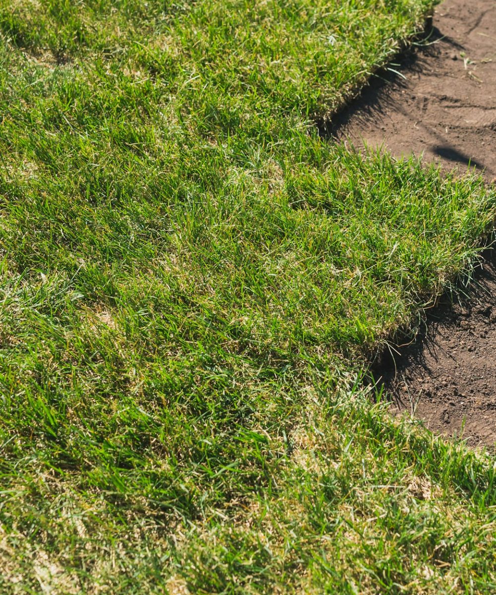 Laying sod for new garden lawn - turf laying concept