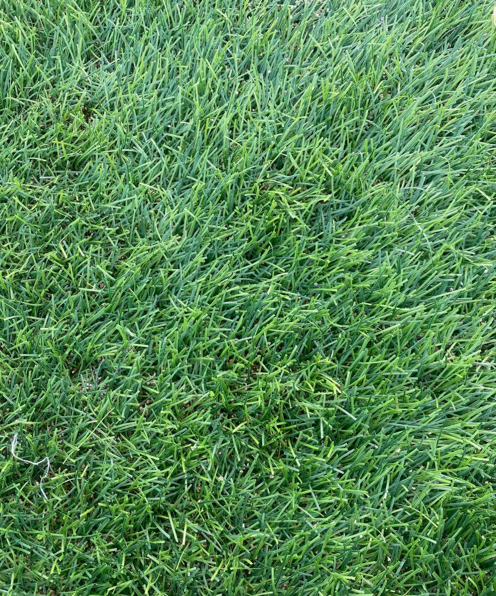 Vertical Close-Up of Soccer Field Turf